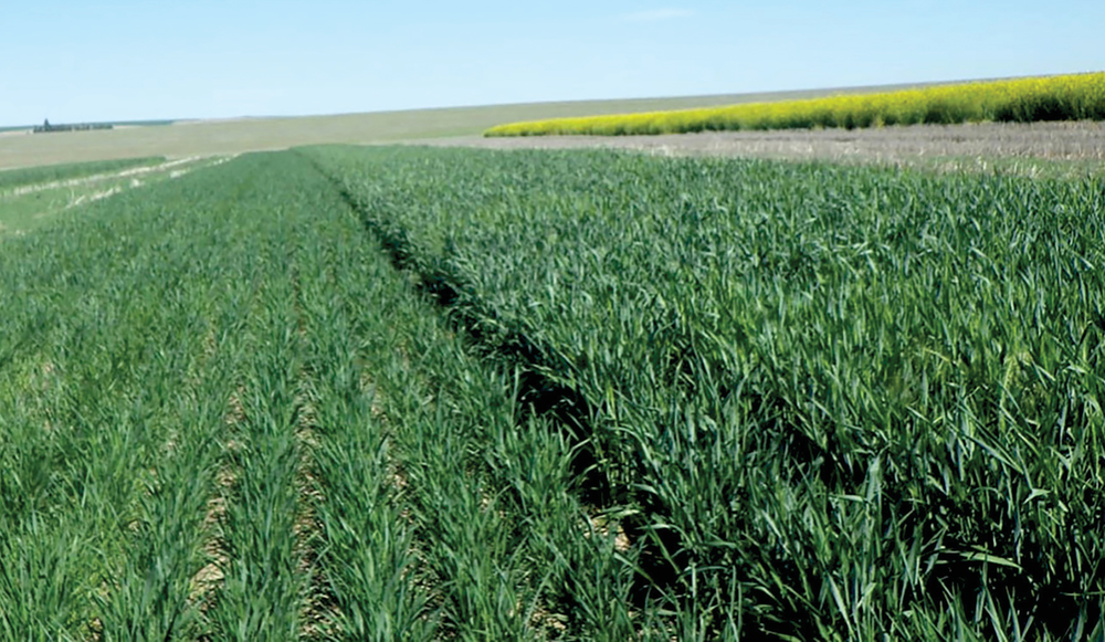 A large-scale and long-term cropping systems study near Ritzville, WA. Canola acreage is rapidly increasing due to the crop’s yield potential and market value. However, to date, field studies in the Pacific Northwest drylands have shown that wheat yields following canola are reduced compared with wheat grown after another cereal. Photo by Bill Schillinger, Washington State University.