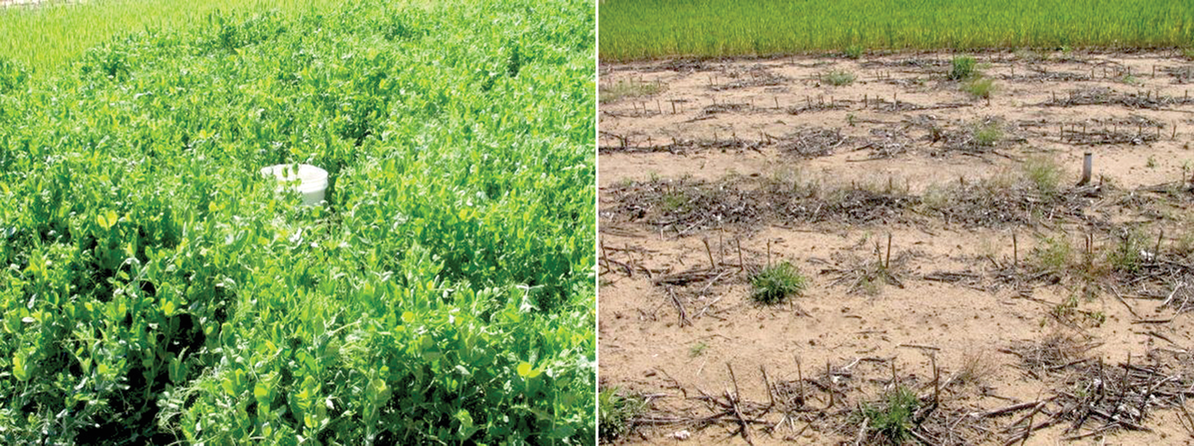 A cover crop of Austrian winter pea (left) resulted in greatest overall soil health improvements among the no-till practices tested, proving itself a useful alternative to fallow management (right) under water-limited dryland agriculture conditions. Photos by Paul DeLaune.