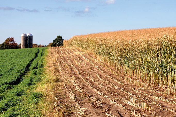 Alfalfa in rotation with annual crops aggressively scavenges nitrogen in the soil and can significantly reduce nitrate contamination of groundwater. Photo courtesy of UNL CropWatch.