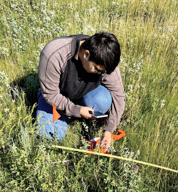 Turtle Mountain Community College student Fynn Pound, a Turtle Mountain Band of Chippewa Indians (TMBCI) citizen, identifying grassland plants. A survey showed TMBCI citizens between 18 and 36 years of age correctly identified fewer plants than other age groups. Photo by Stacie Blue.