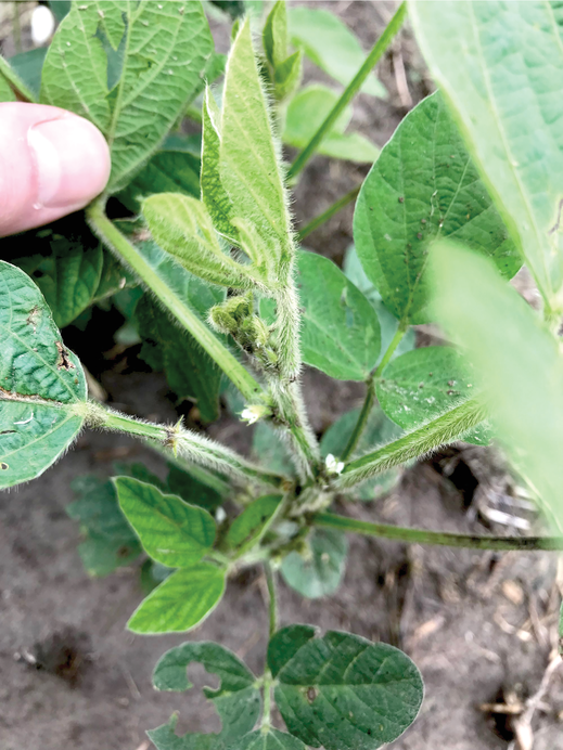 Counting flowers of soybean plants in Louisiana following nanopar- ticle exposure. Photo by Colin Bonser.