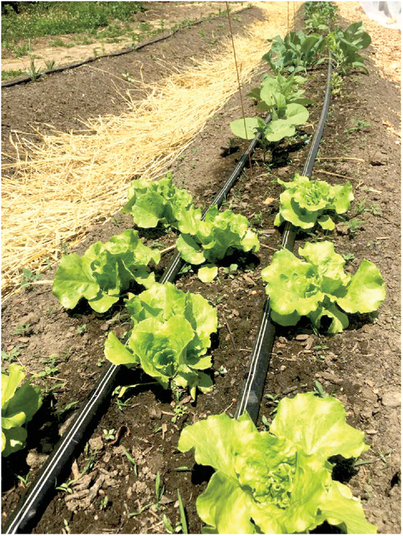 Lettuce growing at the urban farm study site in New London, CT. Photo by Eric Vukicevich.