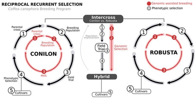 Genomic-assisted breeding can be incorporated into a traditional reciprocal recurrent selection design to accelerate the development of climate-smart coffee cultivars. Image by Felipe Ferrão.