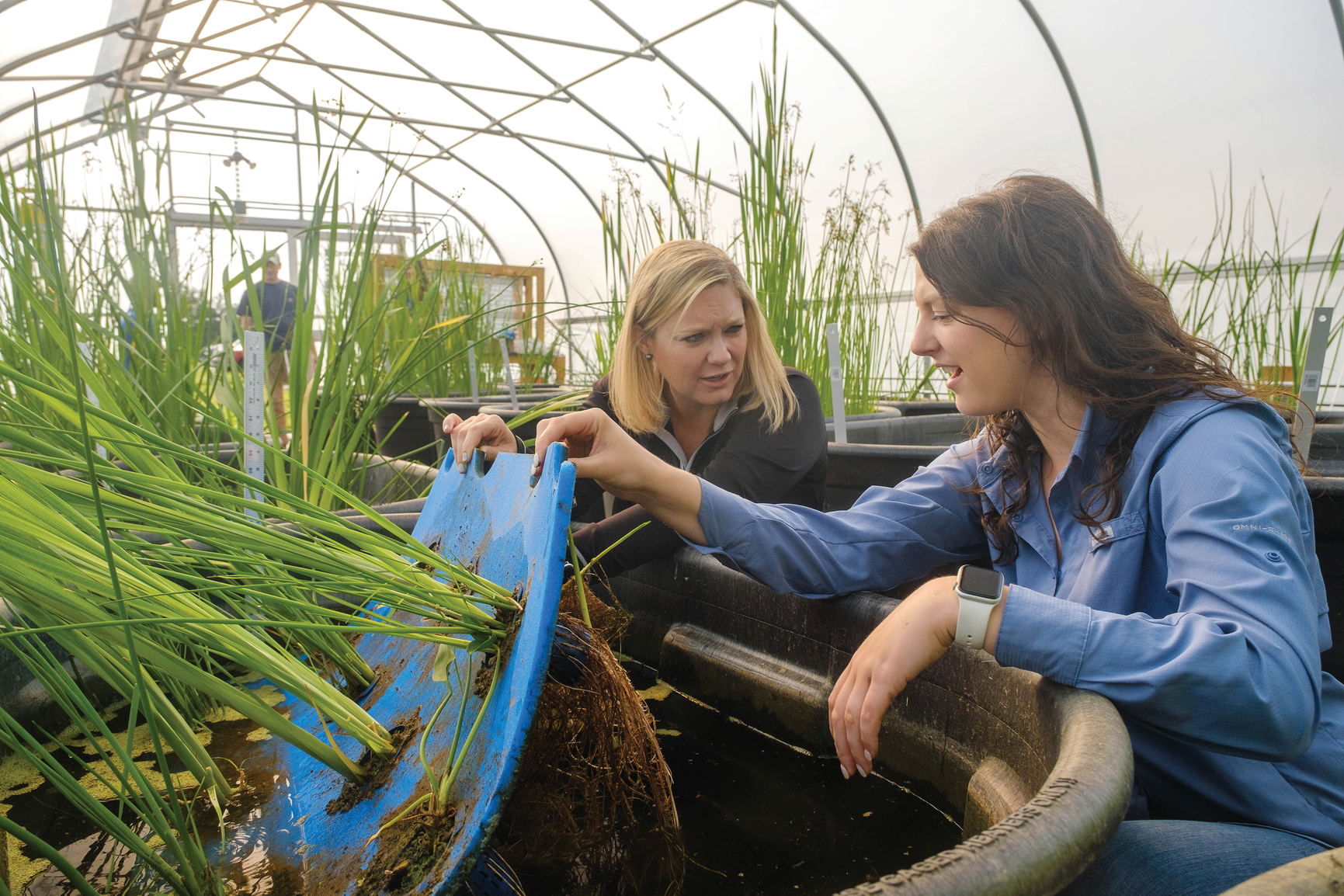 Dr. Tiffany Messer and Emily Nottingham, graduate student at the University of Kentucky, investigate the root structure of a “floating treatment wetland” in the greenhouse before  starting experiments on denitrification in the presence of neonicotinoids. Photo by Mat- thew Barton, University of Kentucky College of Agriculture Food and Environment.