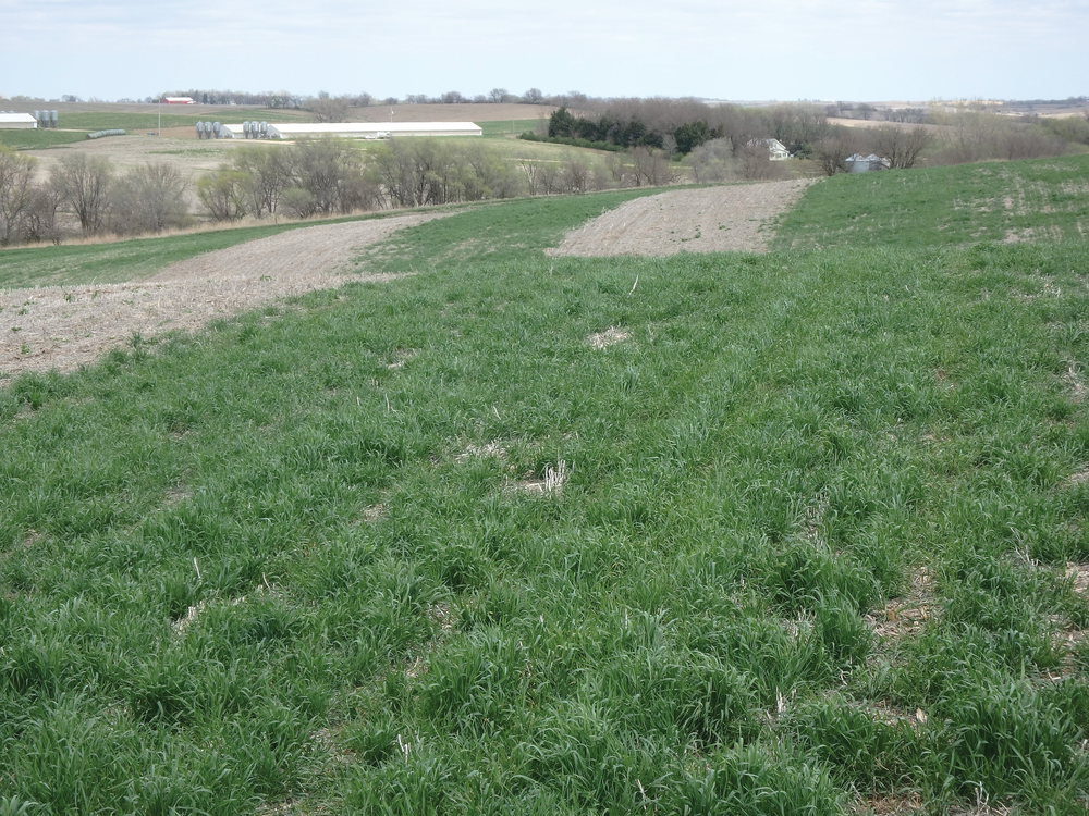 Strips of winter rye cover crops established in a sloping field to control water erosion. Photo by Humberto Blanco.