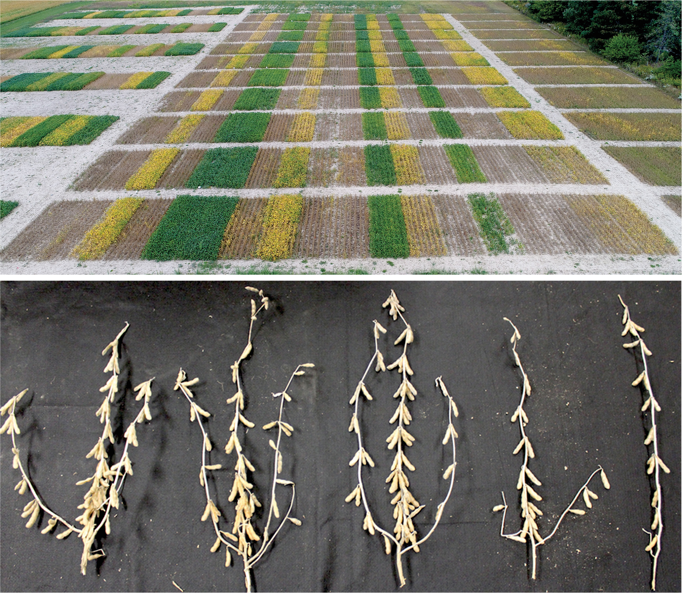 Top: drone image of a Michigan soybean field showing maturity progression based on planting date. Brown-colored strips represent early-season planting while yellow- and green-colored strips represent  mid- and late-season plantings, respectively. Bottom: Soybean plants from plots planted at 124,000 to 519,000 seeds ha-1  (l to r, in increments  of 99,000 seeds). These plants show the differences in plant architecture between seeding rate treatments. Photos by Maninder Singh/MSU.