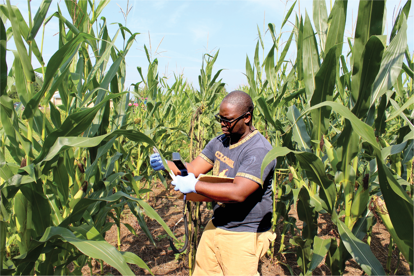 First author Ricardo St Aime records volumetric water content in a corn field in Pendleton, SC. The study suggests that interseeding cover crops with silage corn does not harm corn performance or soil moisture. Photo courtesy of Ricardo St Aime.