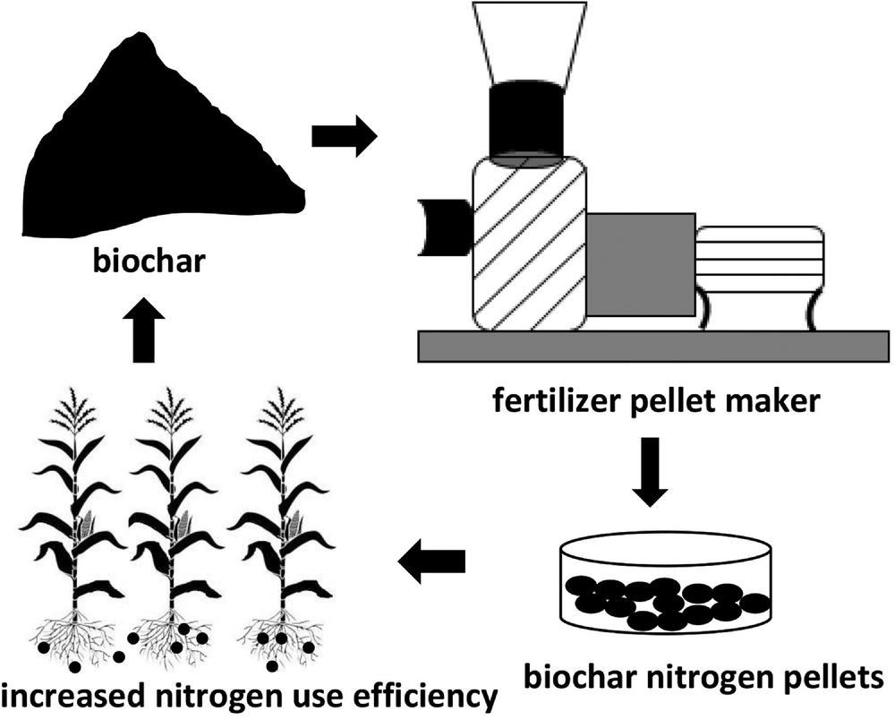 Biochar and urea can be processed through a pellet mill to produce nitrogen (N) fertilizer pellets that can slowly release N to crop plants. This can increase N use efficiency to plants and reduce N loss to the environment. Illustration by Chumki Banik and Santanu Bakshi.