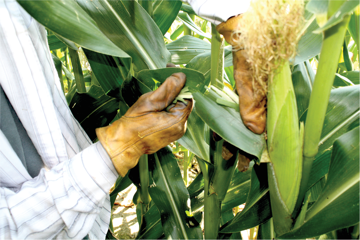 Collecting corn leaf tissue sample for nutrient concentration. Photo by OSU Soil Fertility Lab.