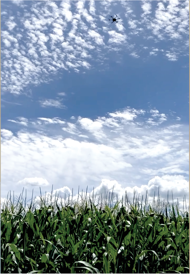 An unmanned aerial vehicle flies over a maize field in Aurora, NY, part of an experiment conducted through the Genomes-to-Fields Initiative. Photo by Nicholas Morales.