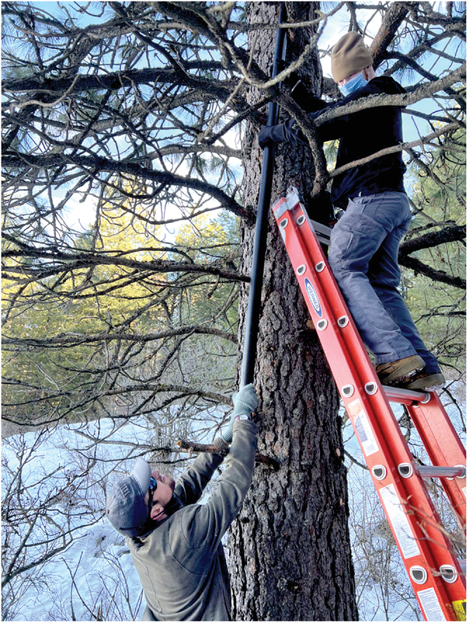 Washington State University students install a hidden camera in a great horned owl nest. Photo by WSU Virtual Ecology.