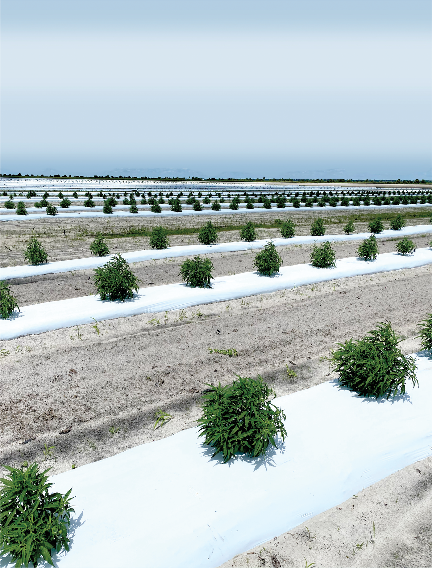 A trial of CBD hemp in southern Florida’s sandy soils. Photo courtesy of Hardev Sandhu.