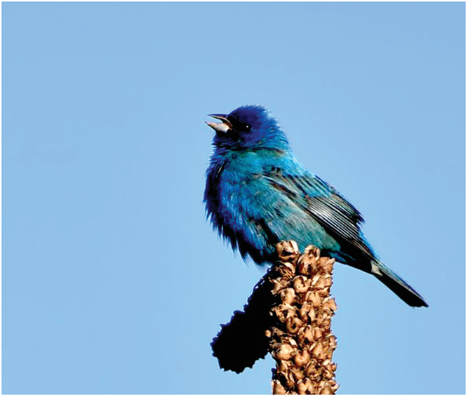 In a class designed to teach students to better connect to the natural world, students learned to appreciate songs from birds like this  indigo bunting. Photo by Daniel Hayes.