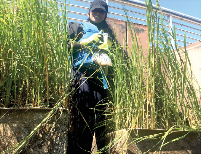 Lead author and Brooklyn College of the City University of New York graduate student Nirmela Govinda samples constructed urban wetlands in Newtown Creek, a Superfund site in New York City. Photo by Sarah Durand.