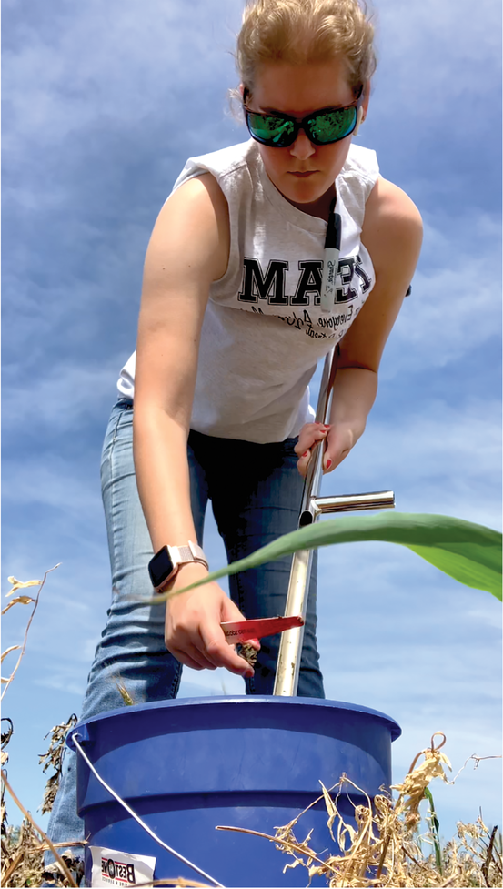 Ohio State University Extension Associate and CCA Rachel Cochran cleans out her soil probe between soil samples.