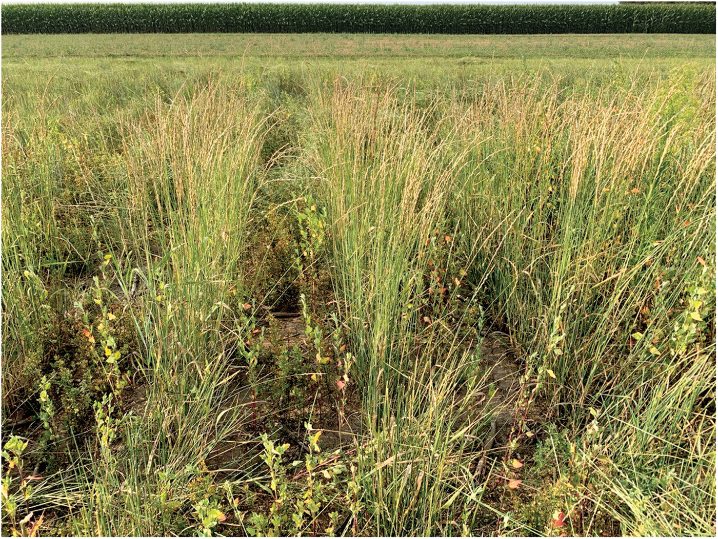 Kernza–legume intercrop. Photo courtesy of V. Picasso.