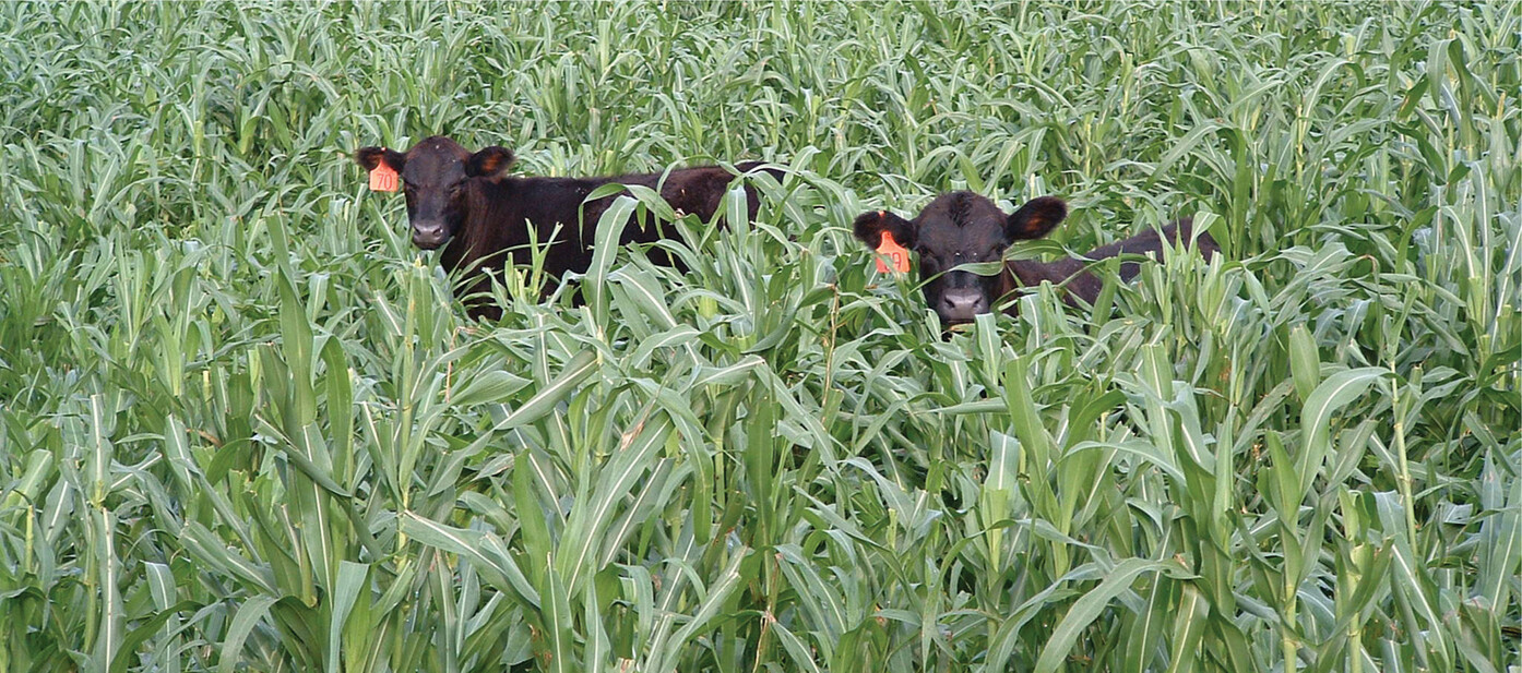 A cow and calf grazing on a summer cover crop of pearl millet. Pearl millet’s growing season is short, making it an attractive option to incorporate into cropping and livestock systems. Photo by Steven Knapp, USDA-ARS.