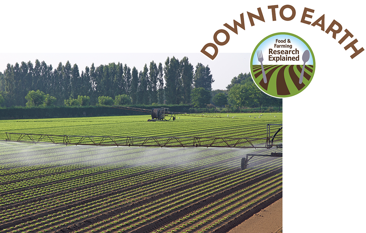 Scientists are exploring how excessive salt and heavy metals brought into the soil by irrigating with wastewater can damage crops and also how to remove and how to remove the heavy metals that enter soils. Photo courtesy of Adobe Stock/ChiccoDodiFC.