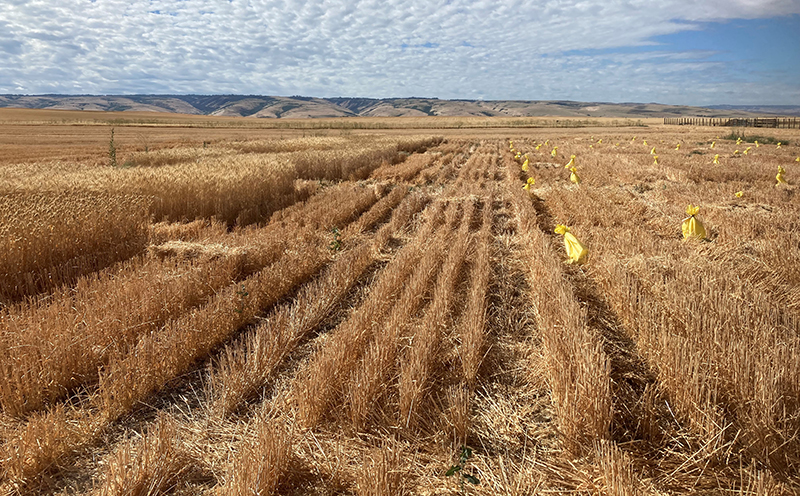 A wheat test plot during harvest just outside of Adams, OR