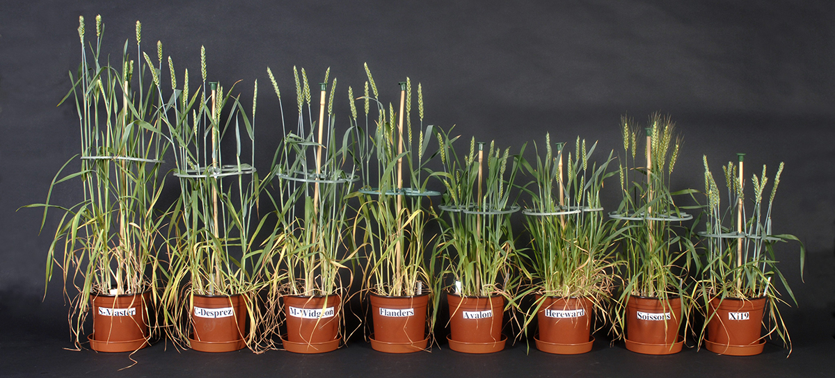 Wheat varieties showing breeding for dwarf status