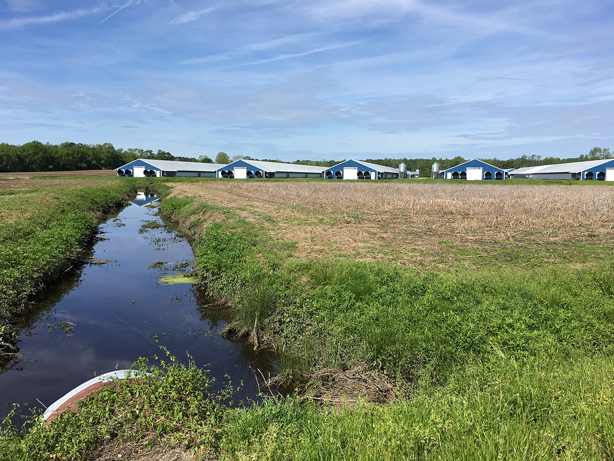 A drainage ditch leading from an industrial hog farm in southeastern North Carolina. Photo by Adam Chaffin.