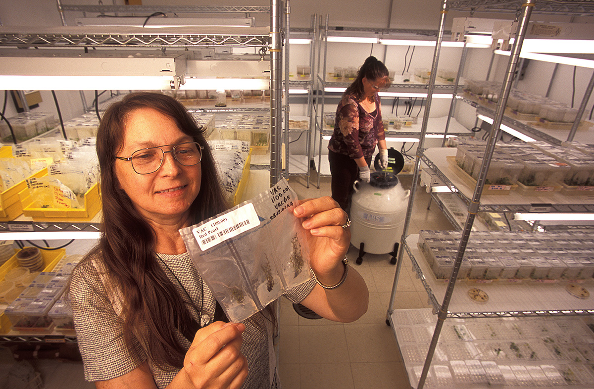 In the tissue culture growth room at the National Clonal Germplasm Repository in Corvallis, OR, plant physiologist Barbara Reed studies lingonberry plantlets as technician Janine DePaz immerses germplasm samples in liquid nitrogen for long-term storage. Photo by Stephen Ausmus.