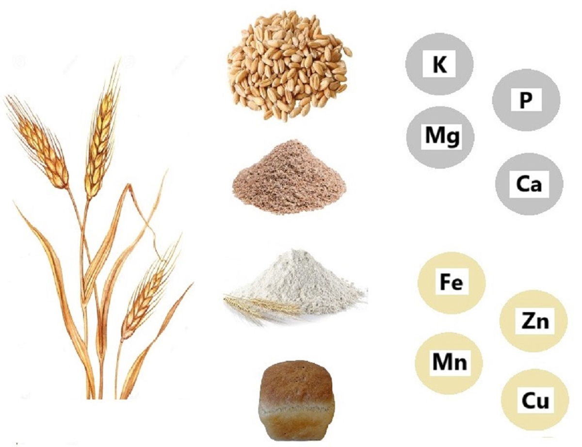 This image is reprinted from Wysocka et al. (2025; https://doi.org/10.3390/plants14071003) under this license https://creativecommons.org/licenses/by/4.0/ and is not associated with the research discussed below. 