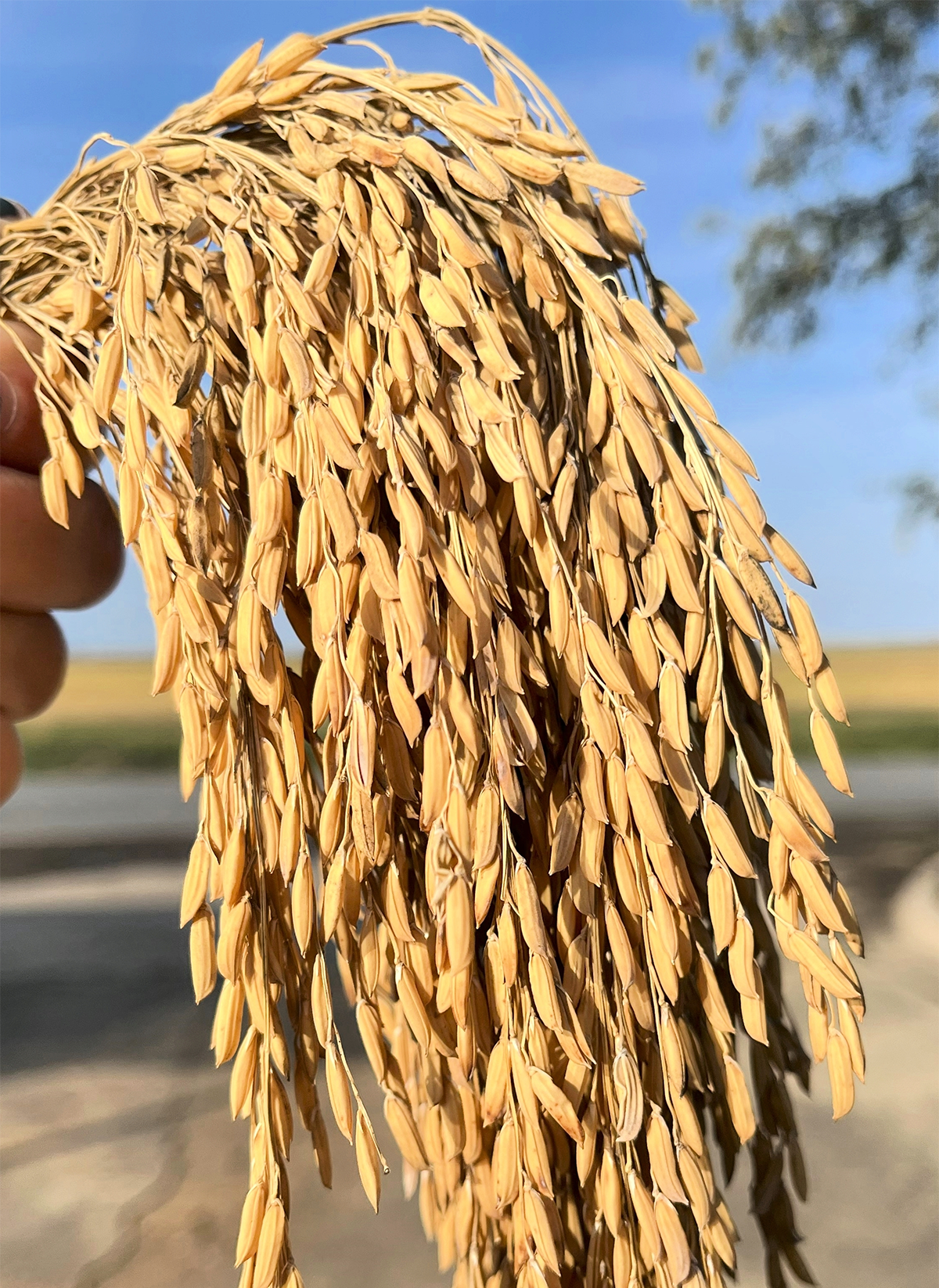 Panicles from field-grown rice germplasm CS272, one of the three lines developed in this study, in Arkansas. Photo by Heather Box.