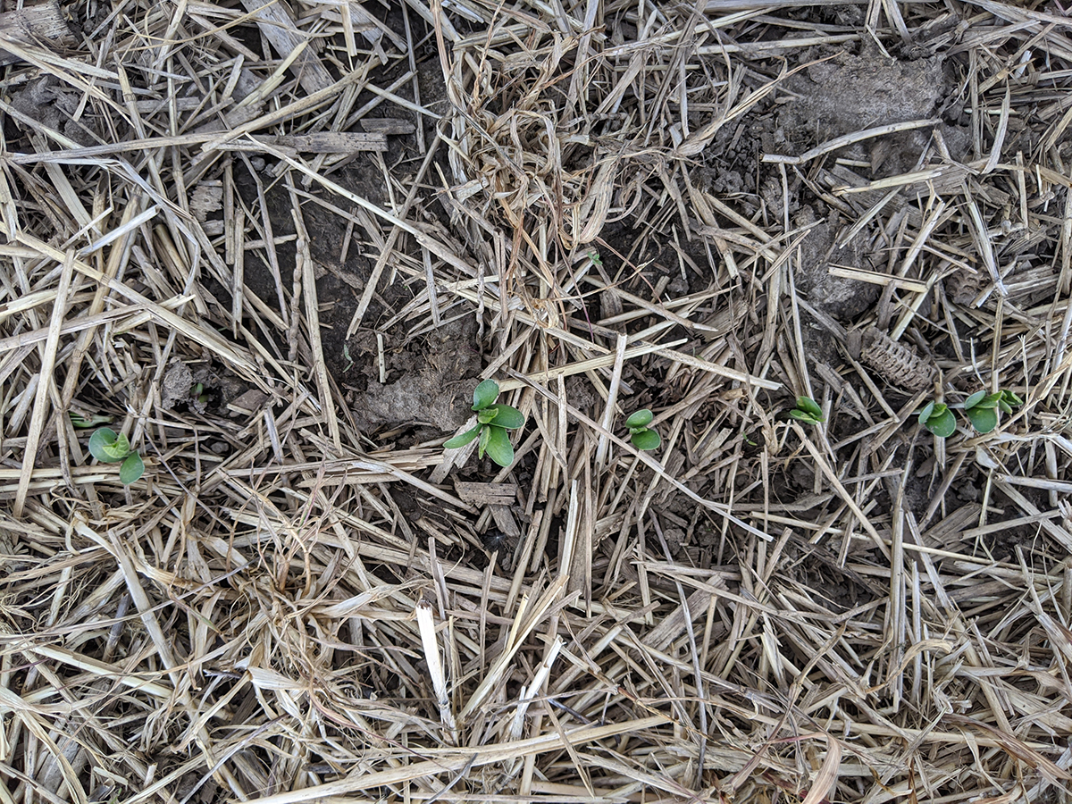 Soybean growth, development, and subsequent yield can be impacted by soil quality. This photo highlights the fragile period after germination to help illustrate this relationship. Photo by Lindsay Chamberlain Malone.