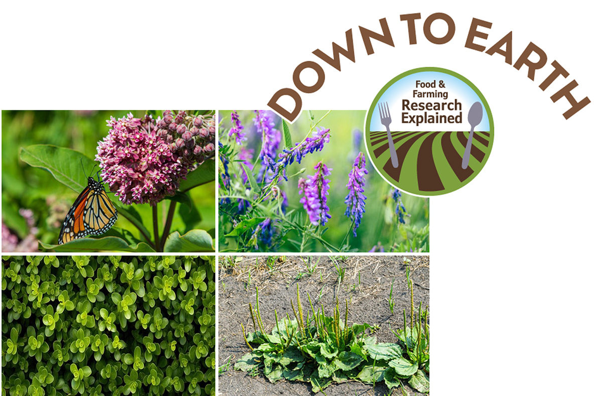 These weeds were correctly identified by students 97% of the time in a study in Natural Sciences Education. Top (l to r): milkweed and bird vetch. Bottom (l to r): common purslane and broadleaf plantain.