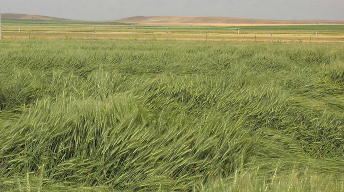 Wheat lodging
