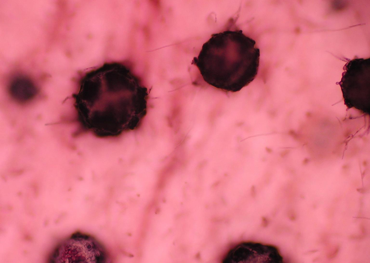 Fusarium graminearum in wheat. Photo by Larry Osborne, Bugwood.org.