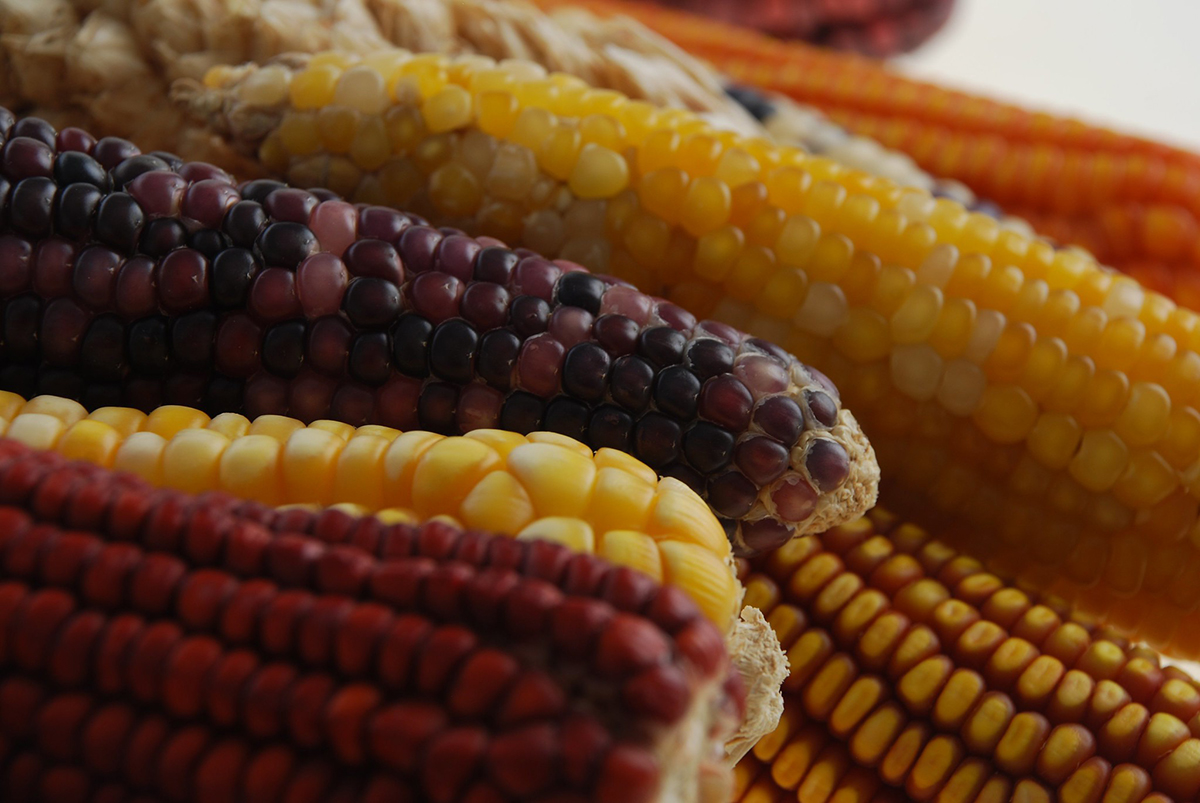 Photo by Xochiquetzal Fonseca/CIMMYT (license CC BY-NC-SA 2.0) 