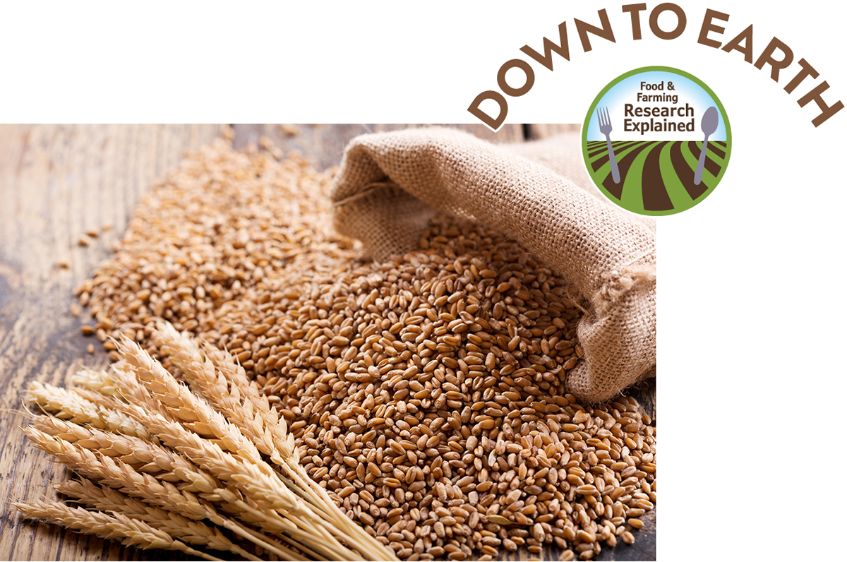 The surprising potential of organic wheat