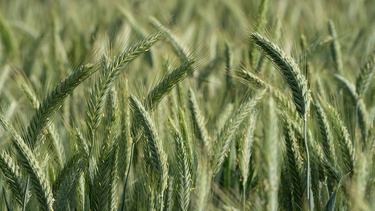 Triticale. Photo courtesy of Adobe Stock/Anselm.