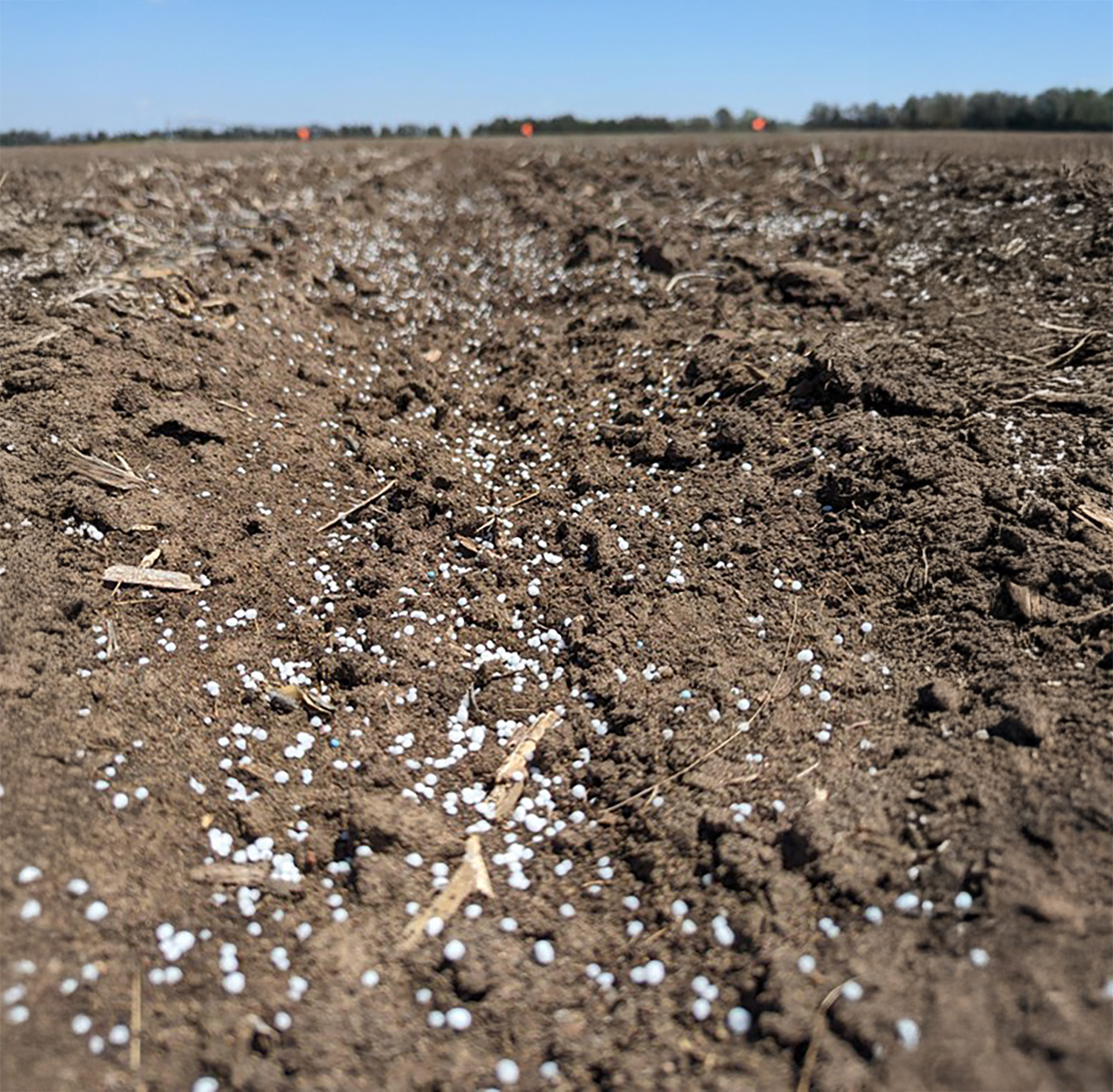 Broadcast urea fertilization in corn within a N Use Efficiency study that evaluates different N sources and application rates. Photo courtesy of Sofía Cominelli, Kansas State University.
