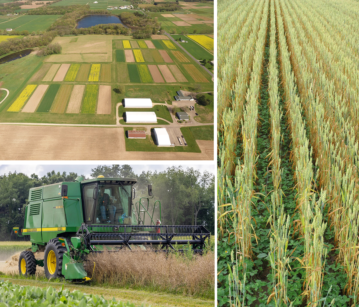 Clockwise from top: Aerial image of the Kellogg Biological Station (KBS) Long-Term Agroecosystem Research (LTAR) Aspirational Cropping System Experiment (photo courtesy of Ruben Ulbrich, KBS LTAR); Red clover cover crops in maturing wheat (photo courtesy of G. Philip Robertson, KBS LTAR); and canola being harvested from a five-crop regenerative cropping system experiment (photo courtesy of Gavin Hutchings, KBS LTAR).