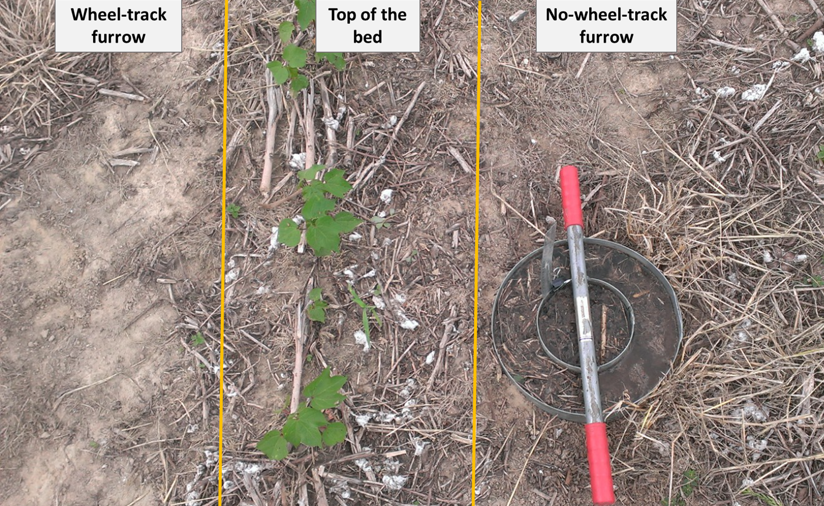 Wide-row cotton sample placement