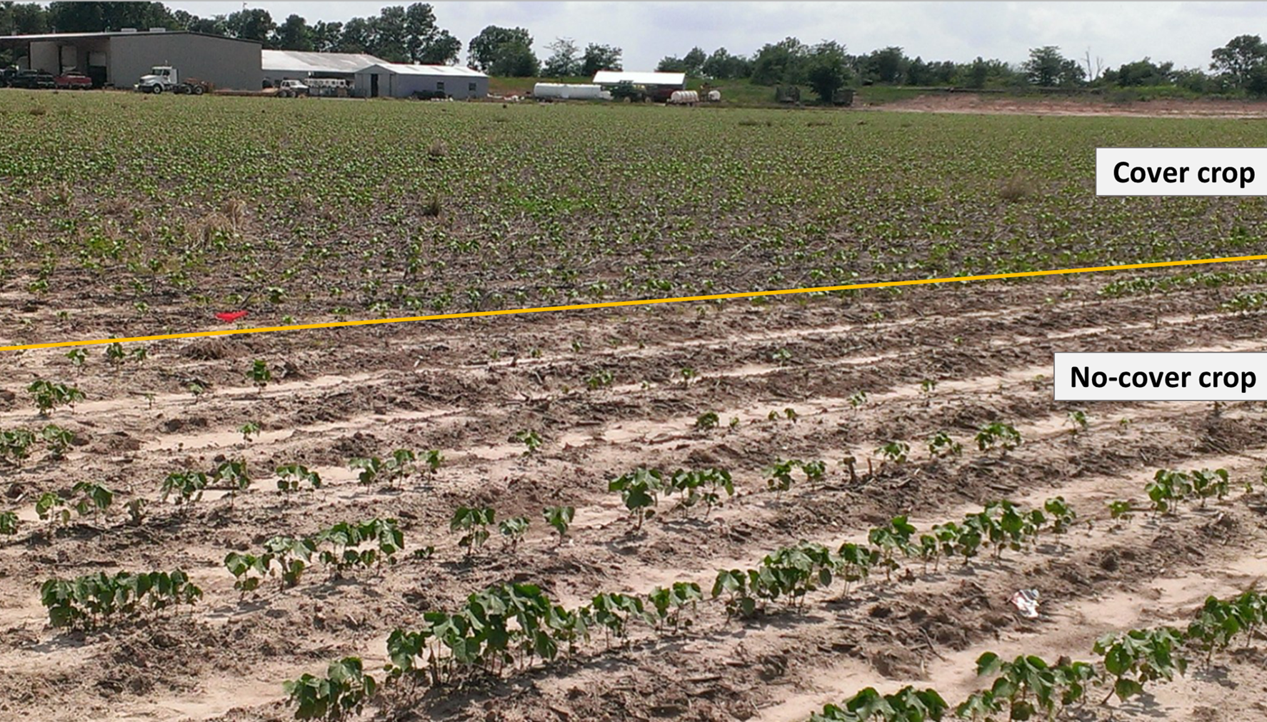 Wide-row cotton with cereal rye cover crop (above orange line) and no-cover crop (below orange line) treatments in southeast Arkansas. Image by Shelby Lebeau.