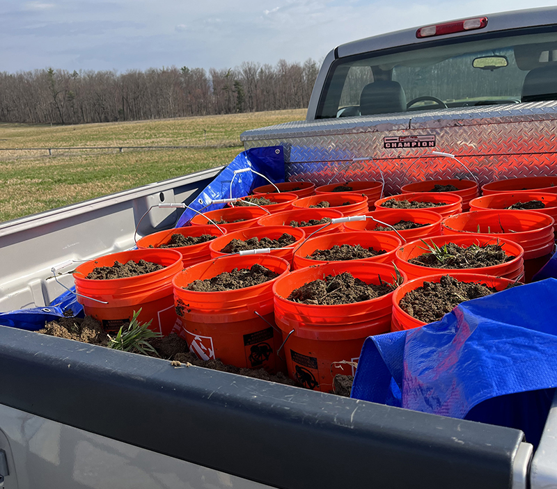 Soil from the Living Filter site