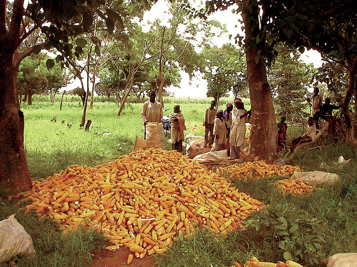 Piles of yellow maize cobs after harvest by farm families. Photo courtesy of Abebe Menkir.