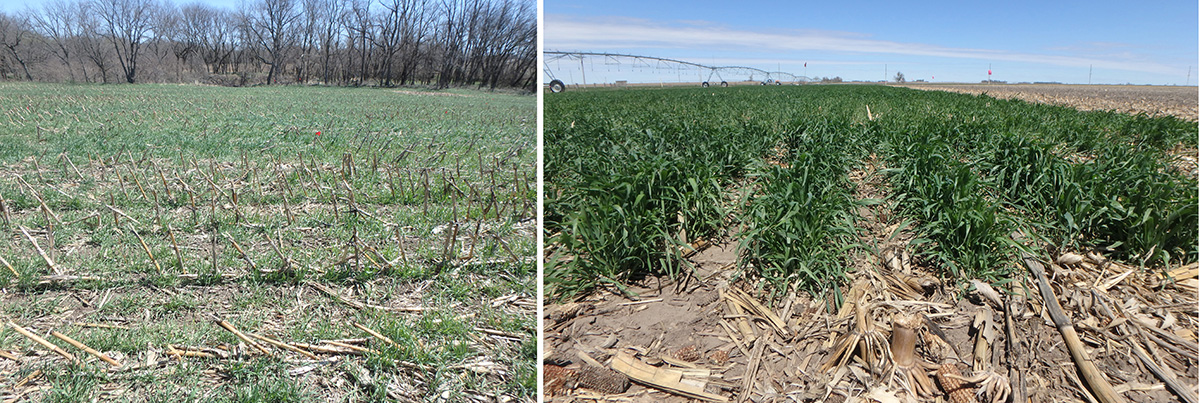 Winter rye cover crop biomass production averaged across 10 years was lower in the rainfed system (left) than in the irrigated system (right). Cover crops were not irrigated in this study. Photo by H. Blanco.