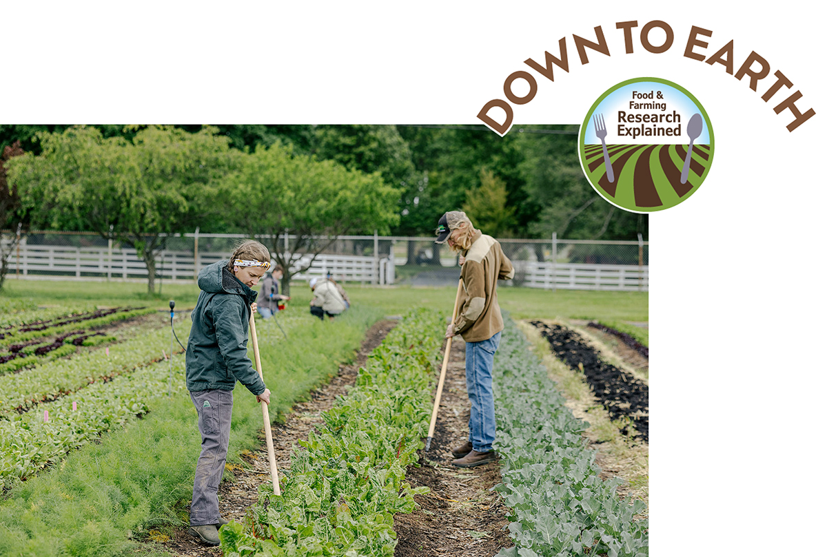 Photo courtesy of Flickr/Arkansas Agricultural Experiment Station (license: https://creativecommons.org/licenses/by/2.0/deed.en).