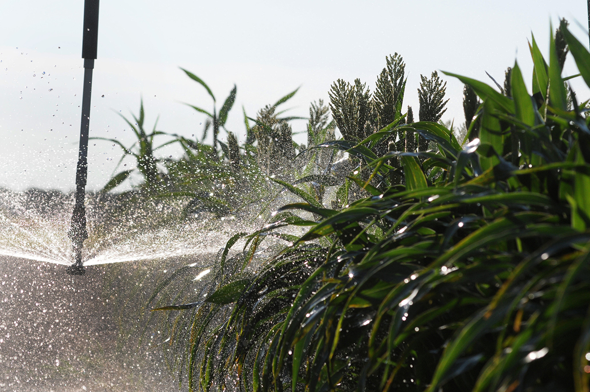 Photo courtesy of Flickr/K-State Research and Extension. Published under this license: https://creativecommons.org/licenses/by/2.0/deed.en