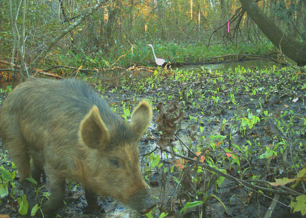 Wild pig (Sus scrofa) alongside a headwater stream in an Alabama wetland, captured on a game camera. Photo by Elizabeth A. Bradley.