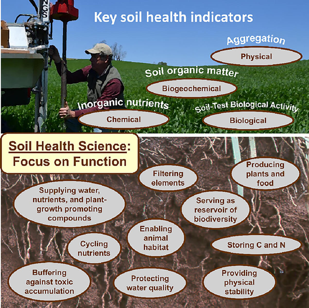 A conceptual diagram of indicators to assess the physical, chemical, and biological components of soil health. Similar to the human body, many interacting and dynamic processes make up a healthy soil. Image from Franzluebbers, 2024.