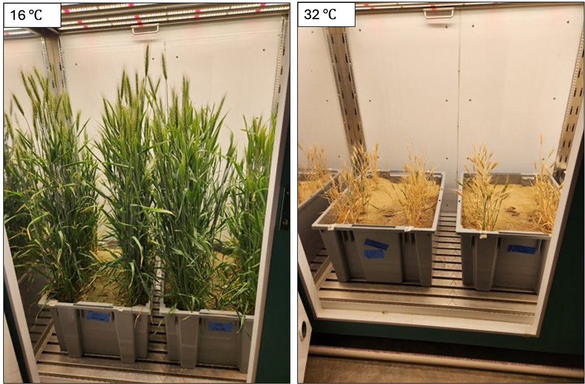 Wheat grown in indoor controlled environment chambers at 16˚ C (optimum) and 32˚ C (high) average temperatures. Image by Kirsten Paff and Julie Wolf. 