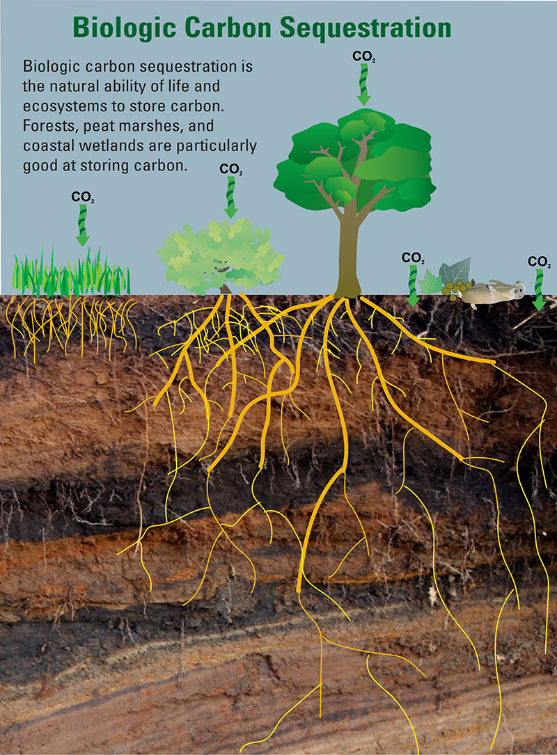 Carbon sequestration