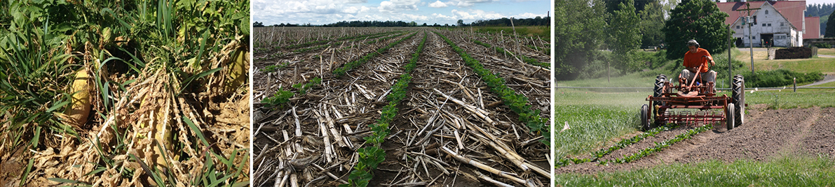Sustainable approaches such as cover cropping, no-till or minimum tillage, and organic farming increase carbon sequestration.