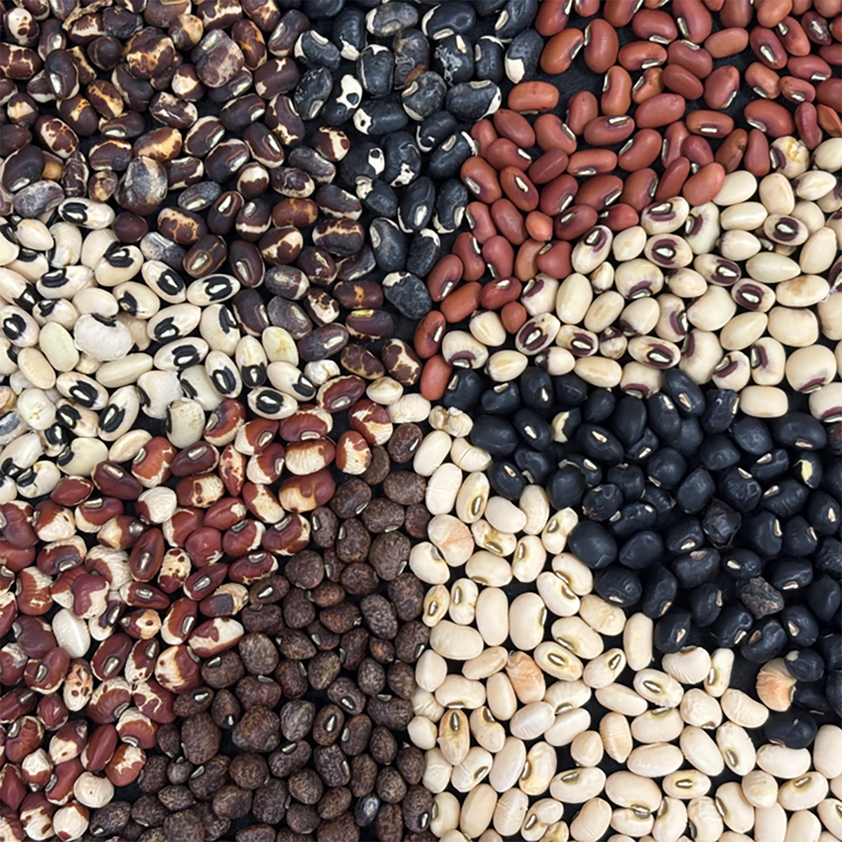 Variation in seed color of cowpea genotypes. Photo by Sujan Poudel.